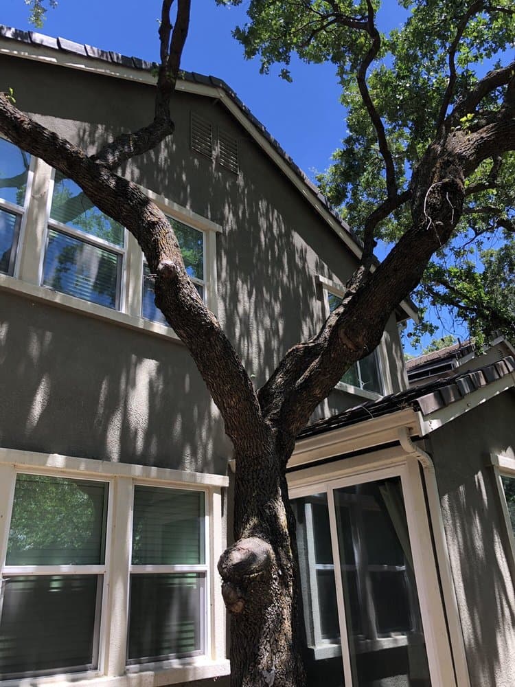 Recent project photo 23 from J C Garden Tree Service.