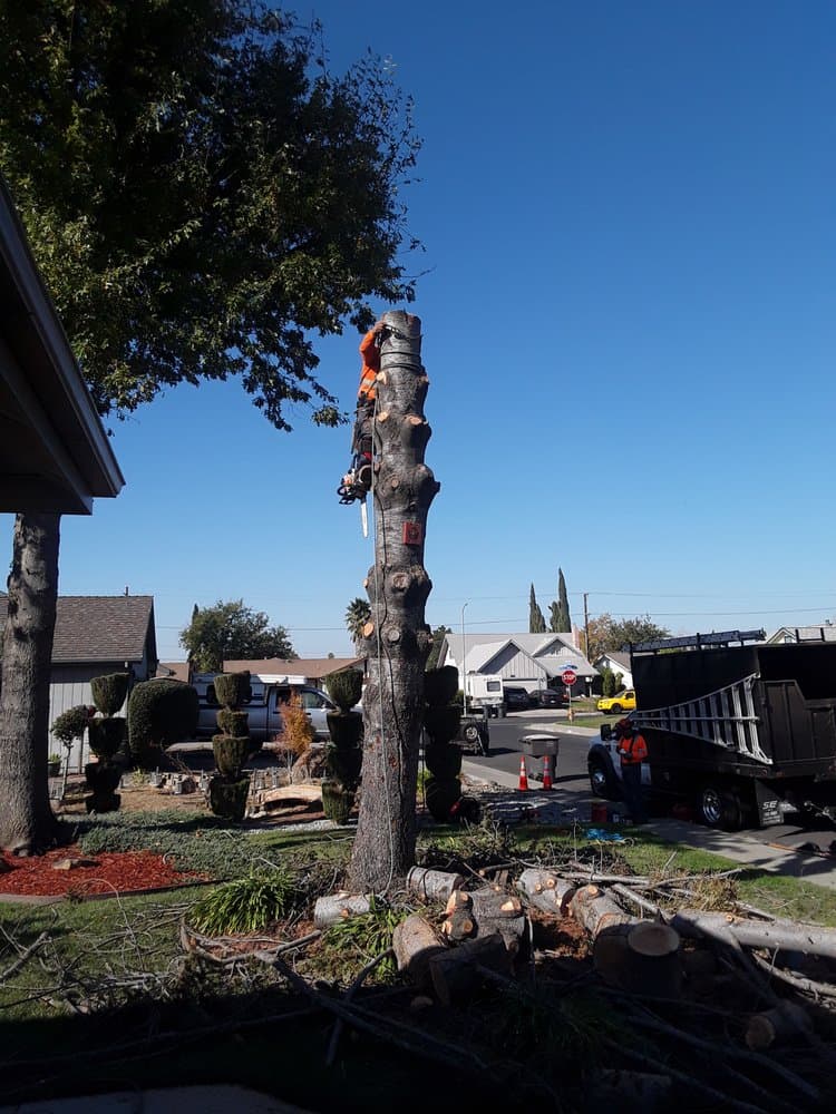 Tree removal work in progress by J C Garden Tree Service.