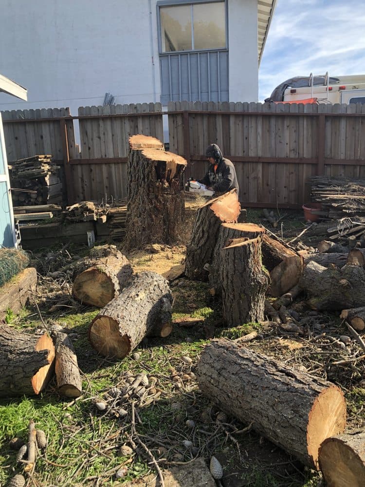 Tree removal and cleanup work by J C Garden Tree Service.