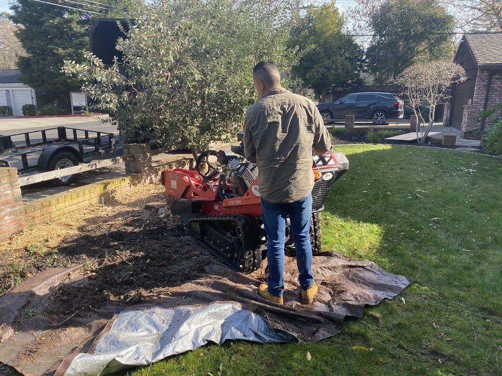 Completed tree service project by J C Garden Tree Service.